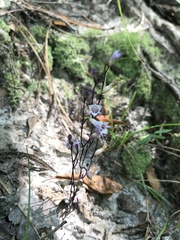 Apteria aphylla
