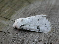 Acronicta leporina