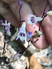 Apteria aphylla