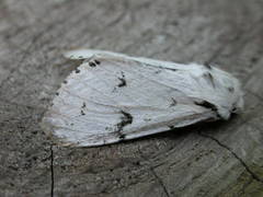Acronicta leporina