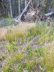Solidago macrophylla