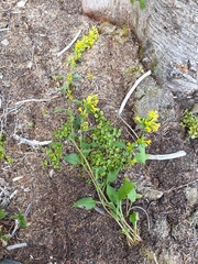 Solidago macrophylla