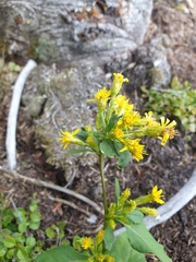 Solidago macrophylla
