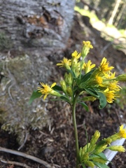 Solidago macrophylla