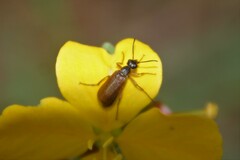 Epicauta batesii