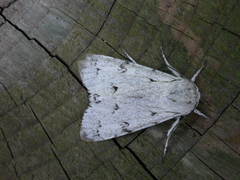 Acronicta leporina