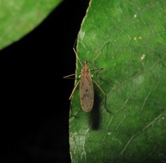 Amphineurus