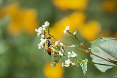 Sphex ichneumoneus