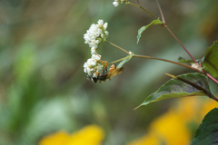 Sphex ichneumoneus