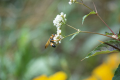 Sphex ichneumoneus