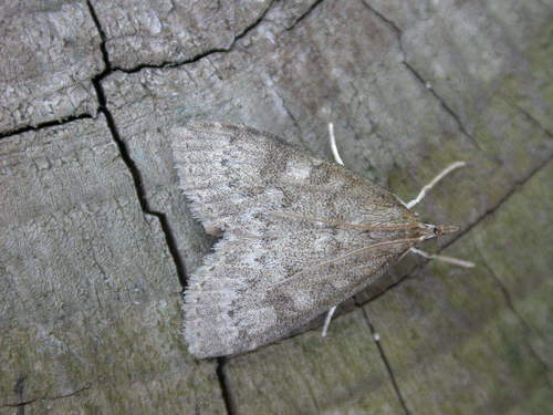 Dusky Pearl, photo 2 of 10