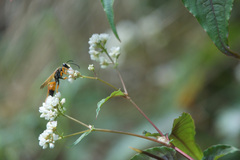 Sphex ichneumoneus