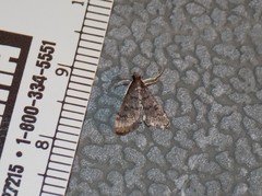 Steniodes declivalis