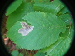 Cameraria corylisella