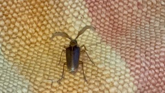 Polyarthron pectinicorne