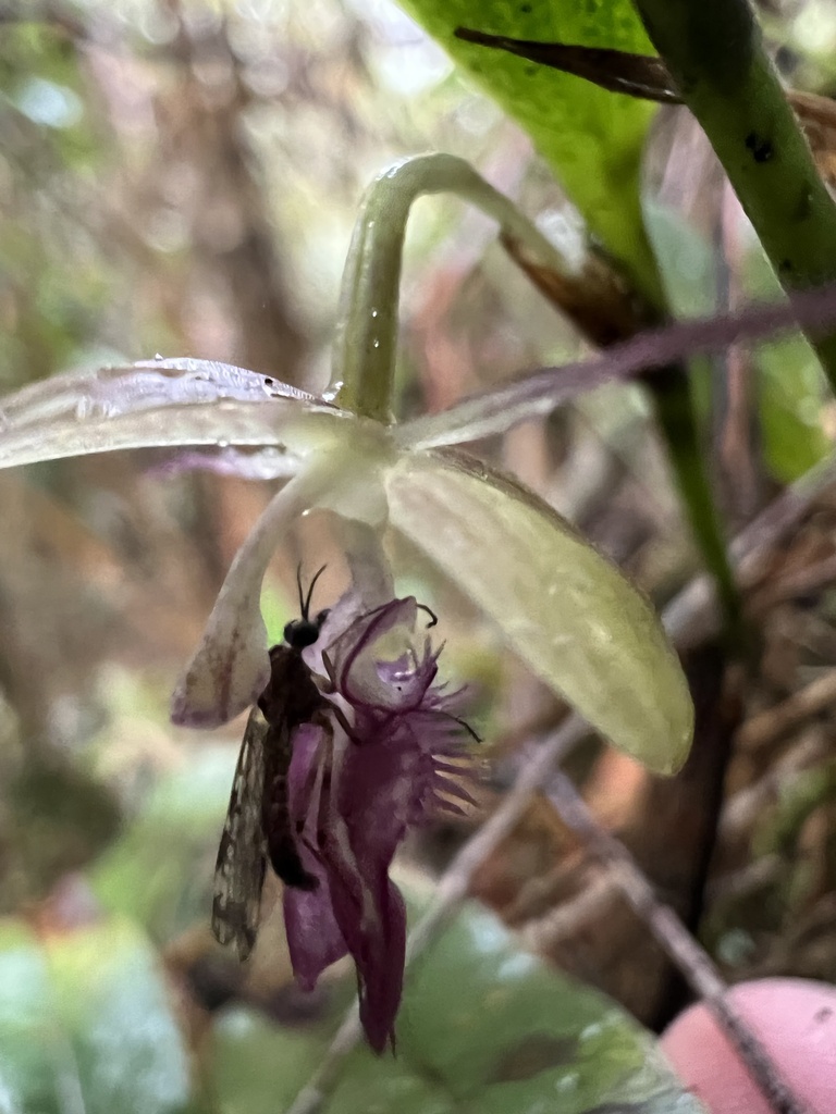 Pleurothallis talpinaria