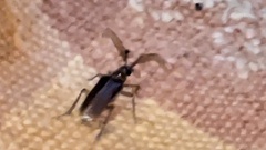 Polyarthron pectinicorne