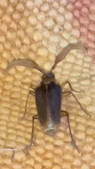 Polyarthron pectinicorne