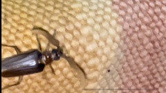 Polyarthron pectinicorne