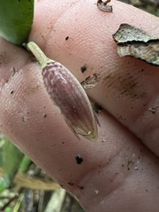 Pleurothallis talpinaria