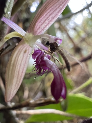 Pleurothallis talpinaria