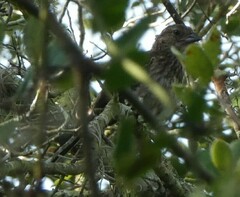 Pipilo erythrophthalmus alleni