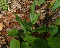Habenaria floribunda