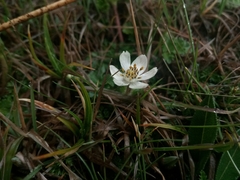 Anemonastrum rupestre