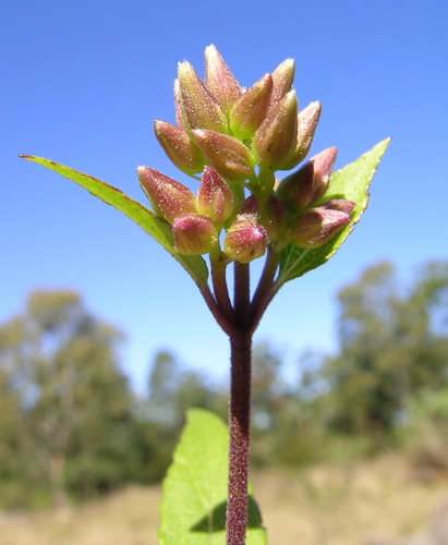 Ageratina riparia