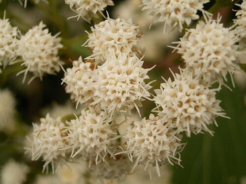 Ageratina riparia