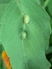 Neolasioptera impatientifolia