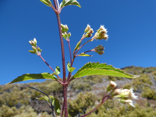 Ageratina riparia