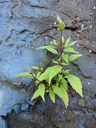 Ageratina riparia