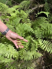 Coryphopteris simulata