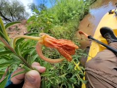 Oenothera elata hookeri