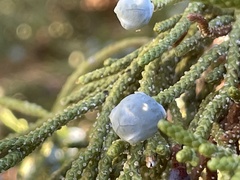 Juniperus occidentalis