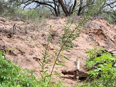 Oenothera elata hookeri