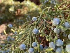 Juniperus occidentalis