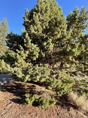 Juniperus occidentalis