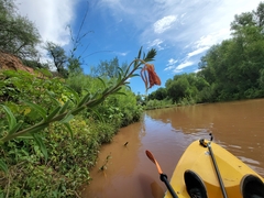 Oenothera elata hookeri