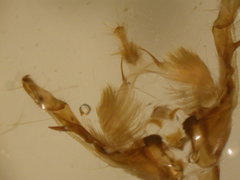 Oligia strigilis