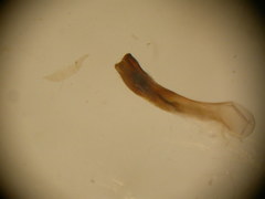 Oligia strigilis