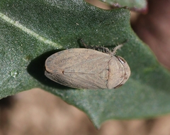Negosiana dualis