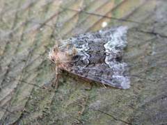 Oligia strigilis