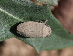 Negosiana dualis