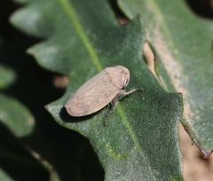 Negosiana dualis
