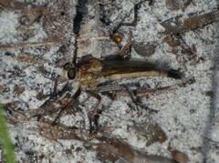 Proctacanthus gracilis