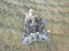 Oligia strigilis