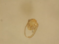 Dahlica triquetrella