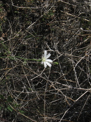 Calycoseris wrightii